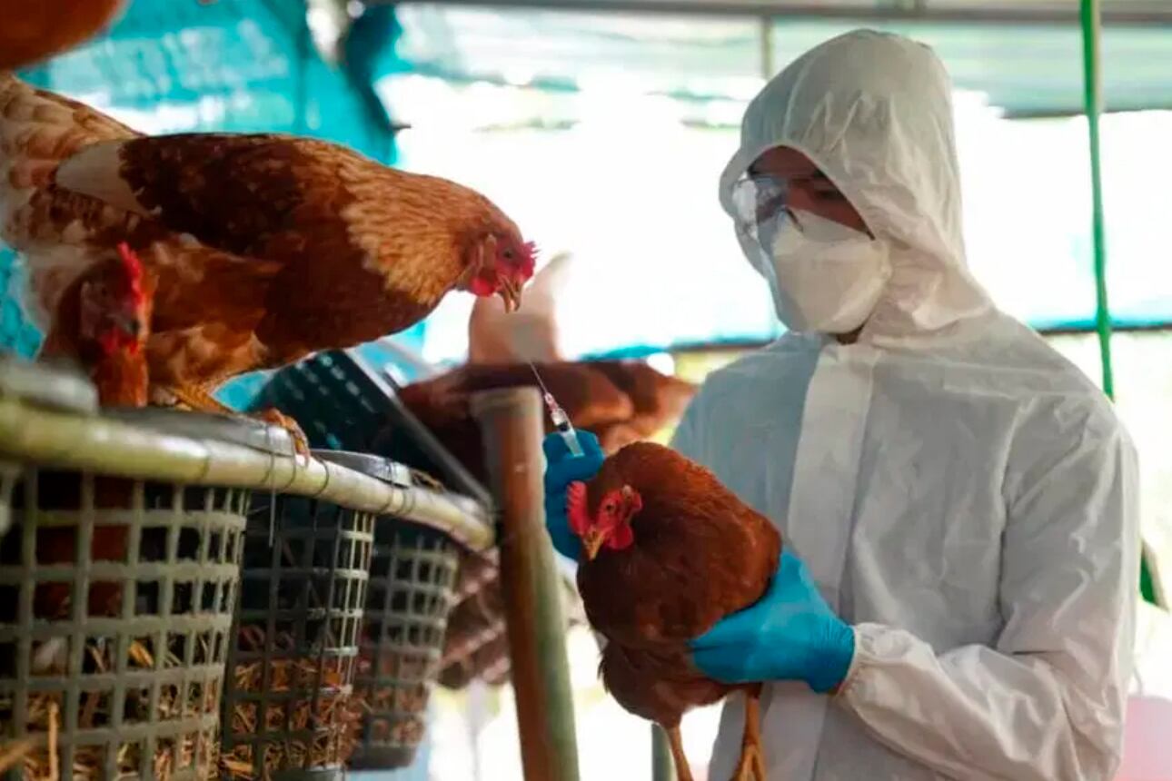 Gripe aviar en Argentina: suspenden todas las exportaciones avícolas – Página|12