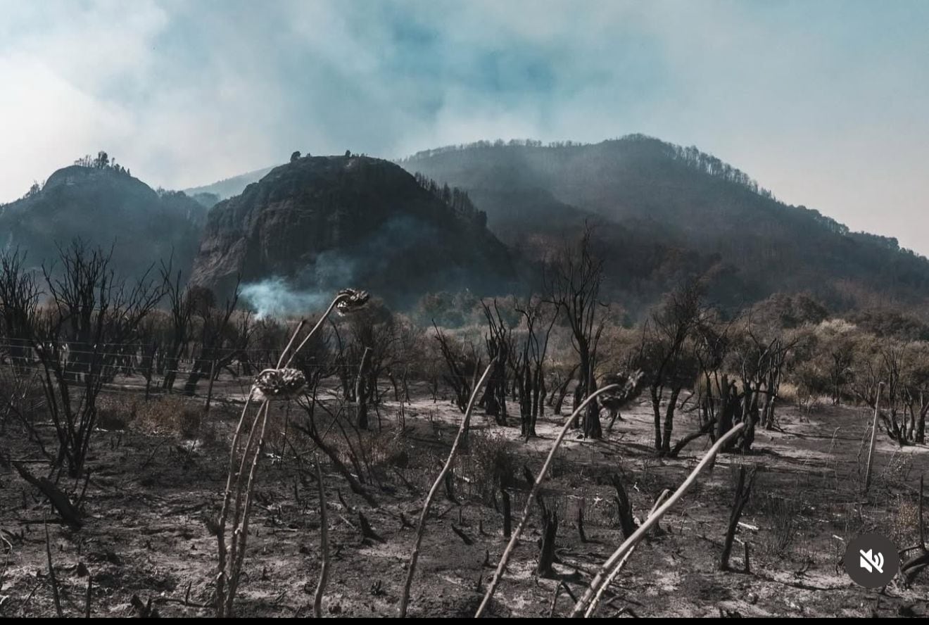 Areas devastadas que tradarán añares en recuperarse. 