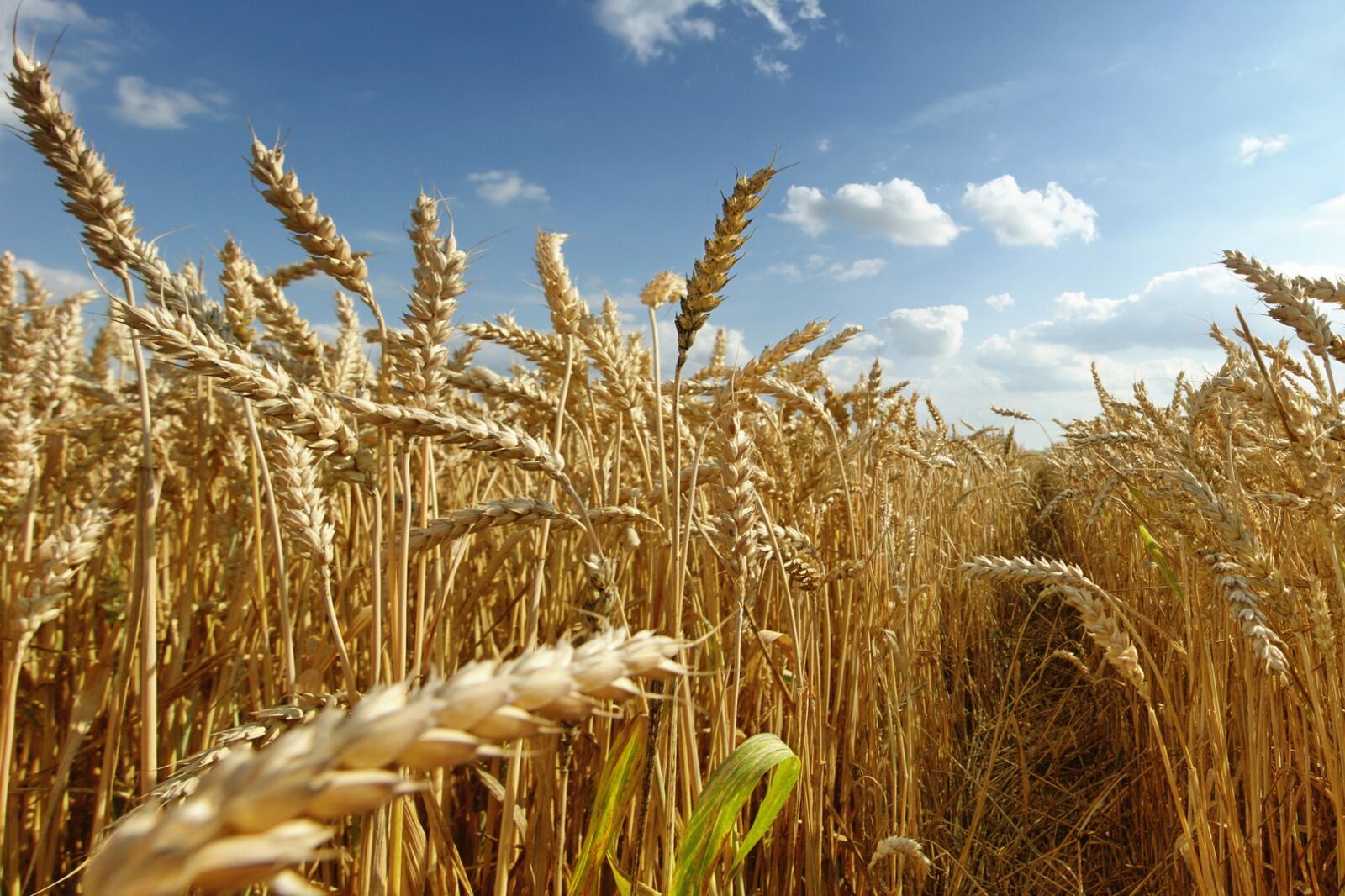 En mayo, la actividad del agro tuvo un aumento interanual del 103,3 por ciento.