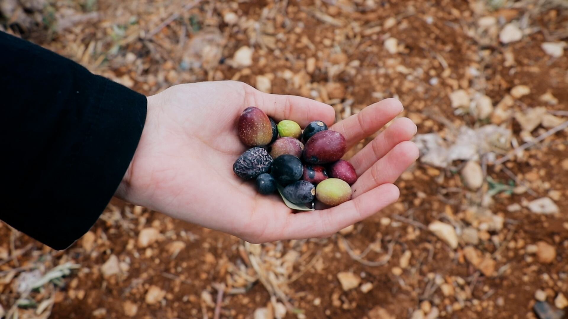 "Sólo el mar nos separa" fue dirigida a ocho manos por Khaldiya Amer Ali, Marah Mohammad Alkhateeb, Karoli Bautista Pizarro y Christy Cauper Silvano.