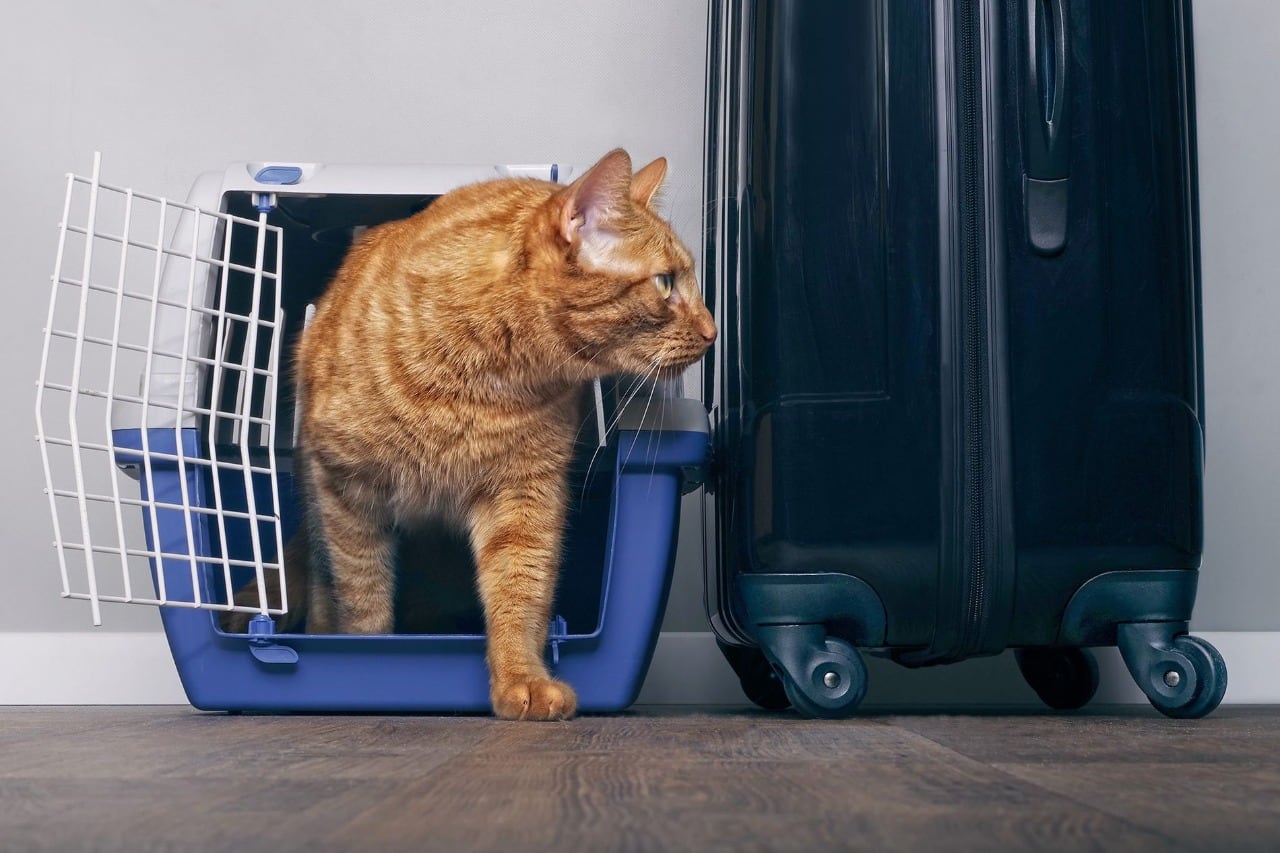 Cómo tramitar un viaje cómodo para nuestras mascotas