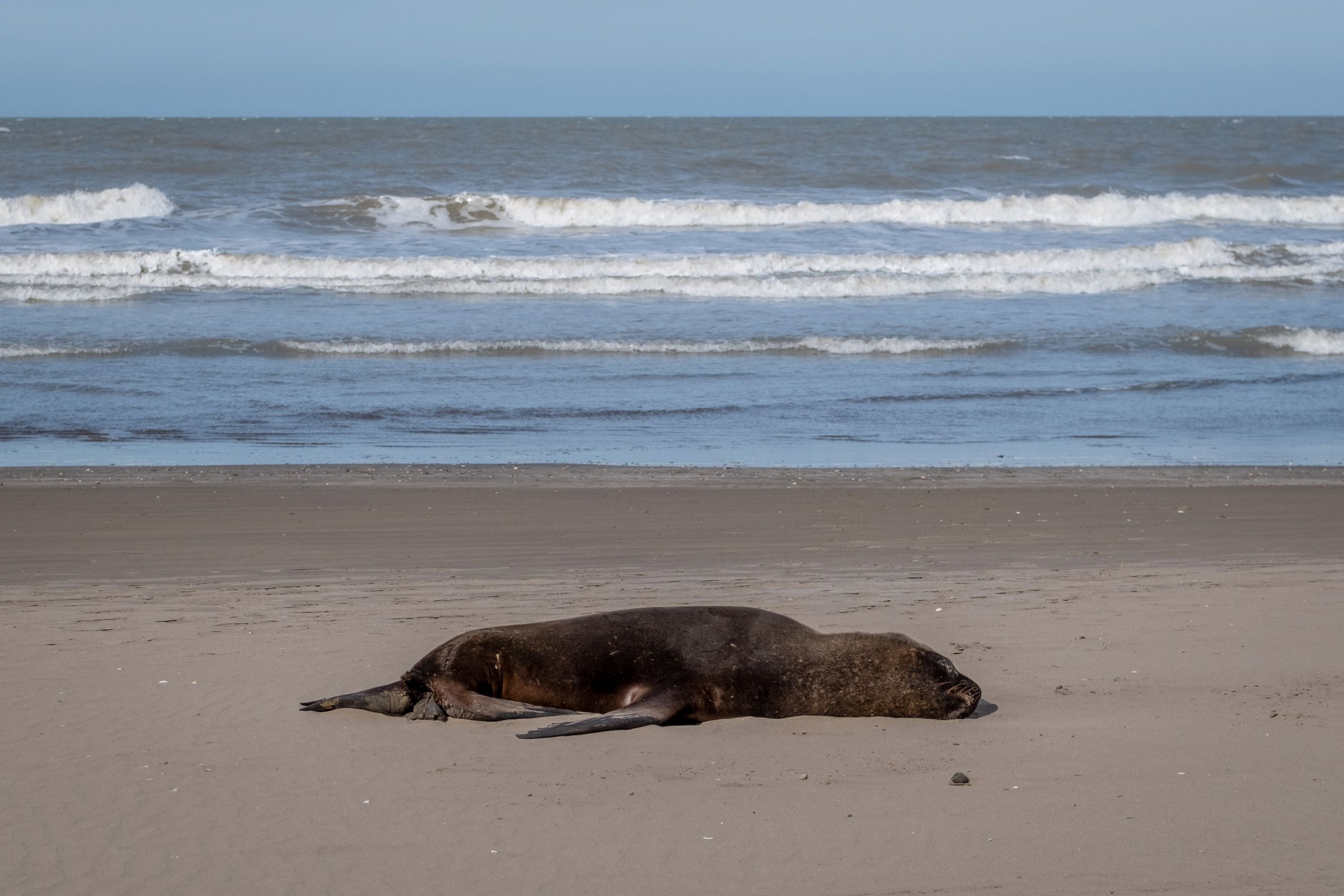 En Argentina, una epidemia de gripe aviar  en la costa atántica ya se cobró la vida de un centenar de lobos marinos