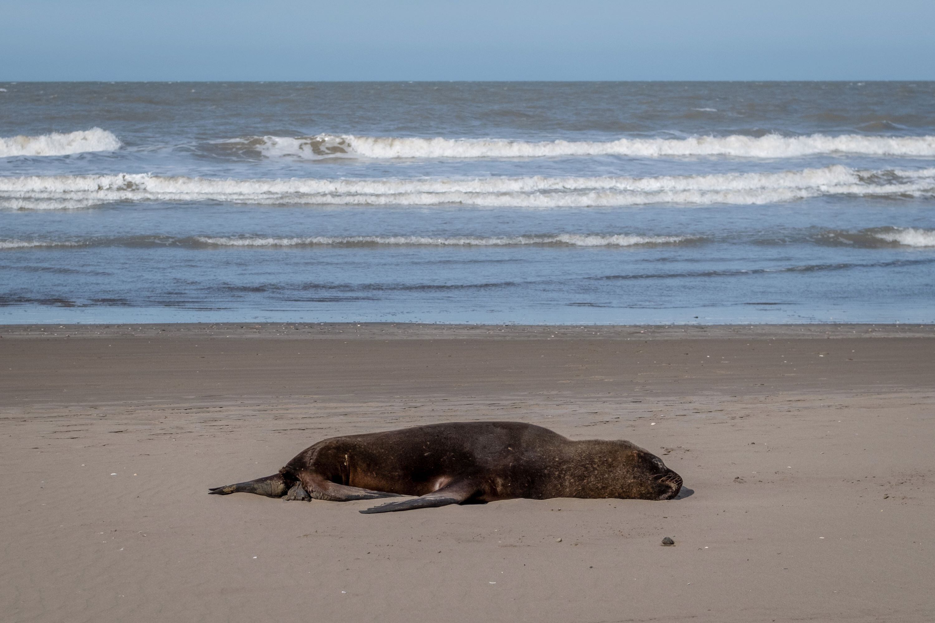 En Argentina, una epidemia de gripe aviar en la costa atántica ya se cobró la vida de un centenar de lobos marinos