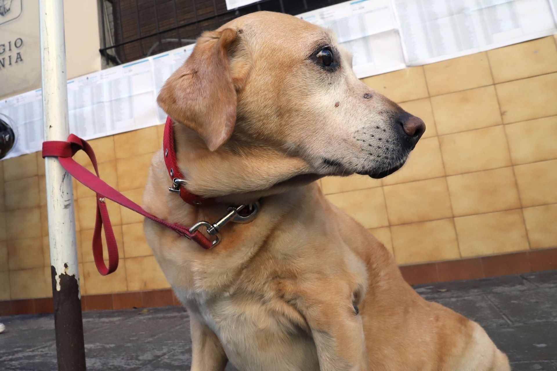 En España no se podrá dejar atado al perro y sin supervisión para entrar a un supermercado.