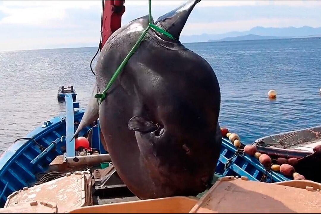 El pez luna es una especie que habita en aguas tropicales y templadas a lo largo de todo el planeta. 