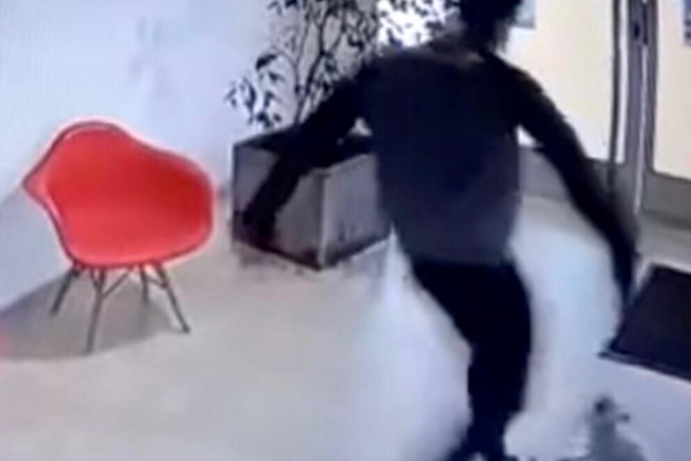 Mía, la perrita agredida. 