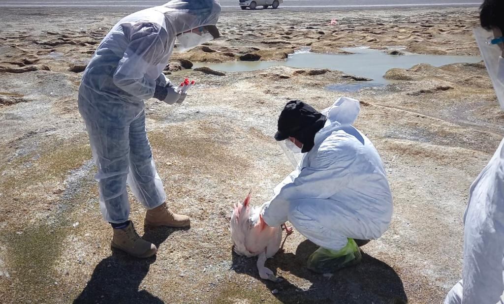 Toma de muestras en aves muertas.