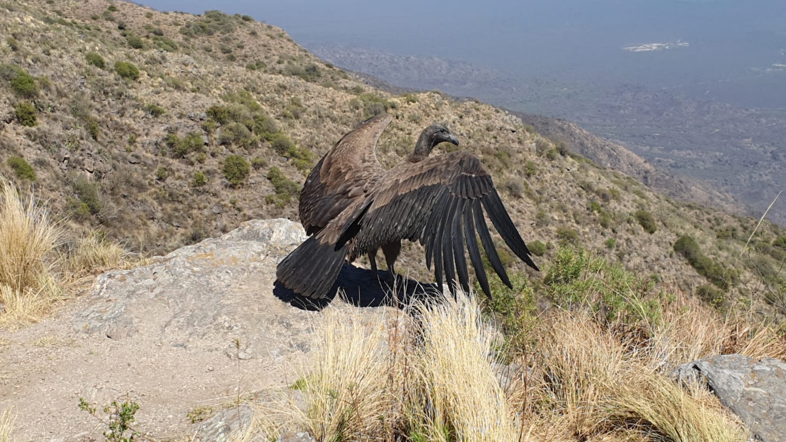 El ave rescatada a punto de emprender vuelo.