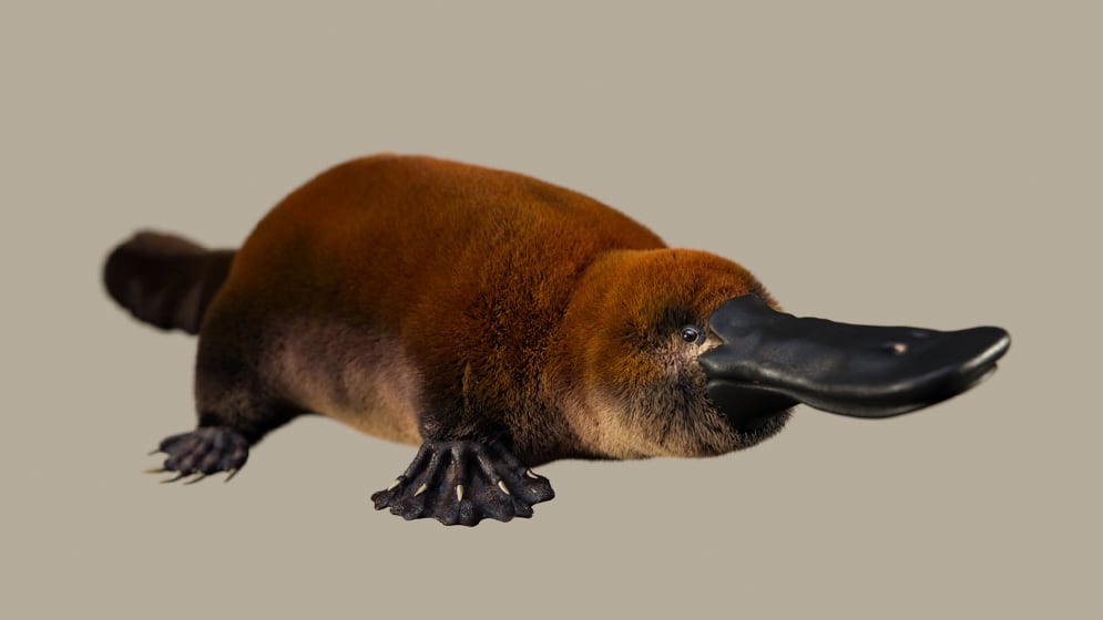 Ilustración del potencial aspecto en vida del Patagorhynchus pascuali. (Foto: Santiago Miner/LACEV/Conicet)
