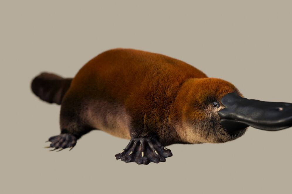 Ilustración del potencial aspecto en vida del Patagorhynchus pascuali. (Foto: Santiago Miner/LACEV/Conicet)