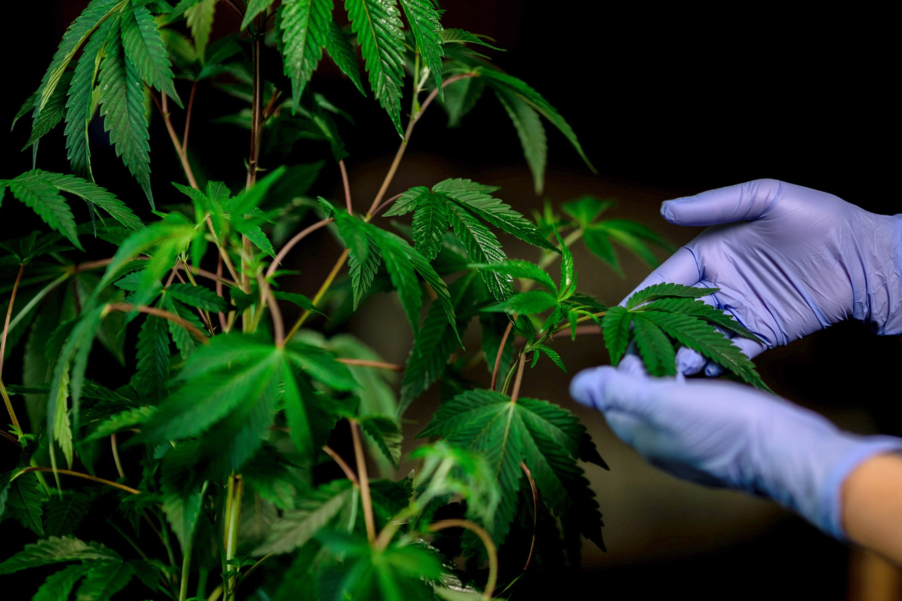 Con la ley 27.350 se reguló la investigación médica y científica de Cannabis.