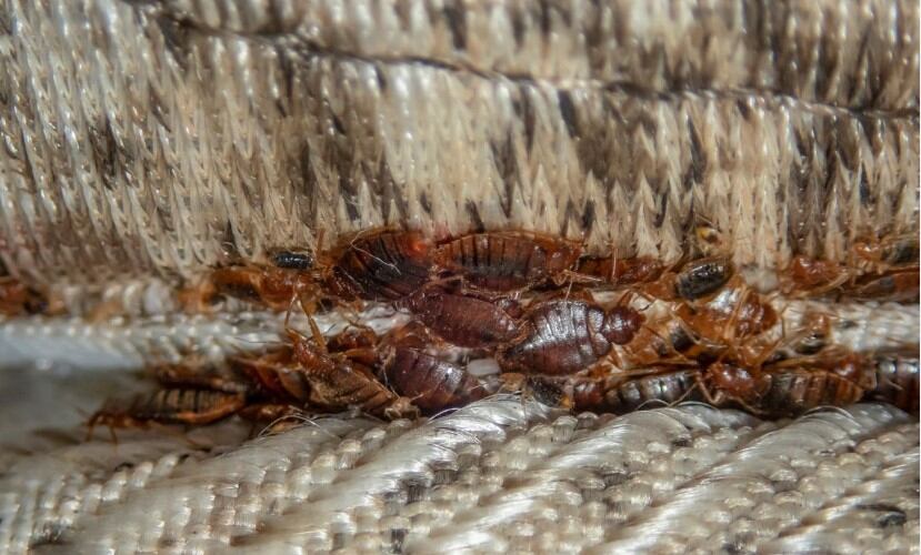 Las chinches tienen la costumbre de anidar en los colchones, aunque también pueden esconderse en la ropa y el equipaje
