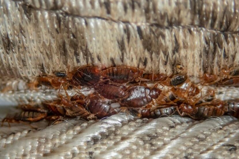 Las chinches tienen la costumbre de anidar en los colchones, aunque también pueden esconderse en la ropa y el equipaje