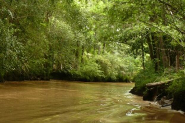 En la provincia de Buenos Aires queda sólo el 3% de bosque nativo original
