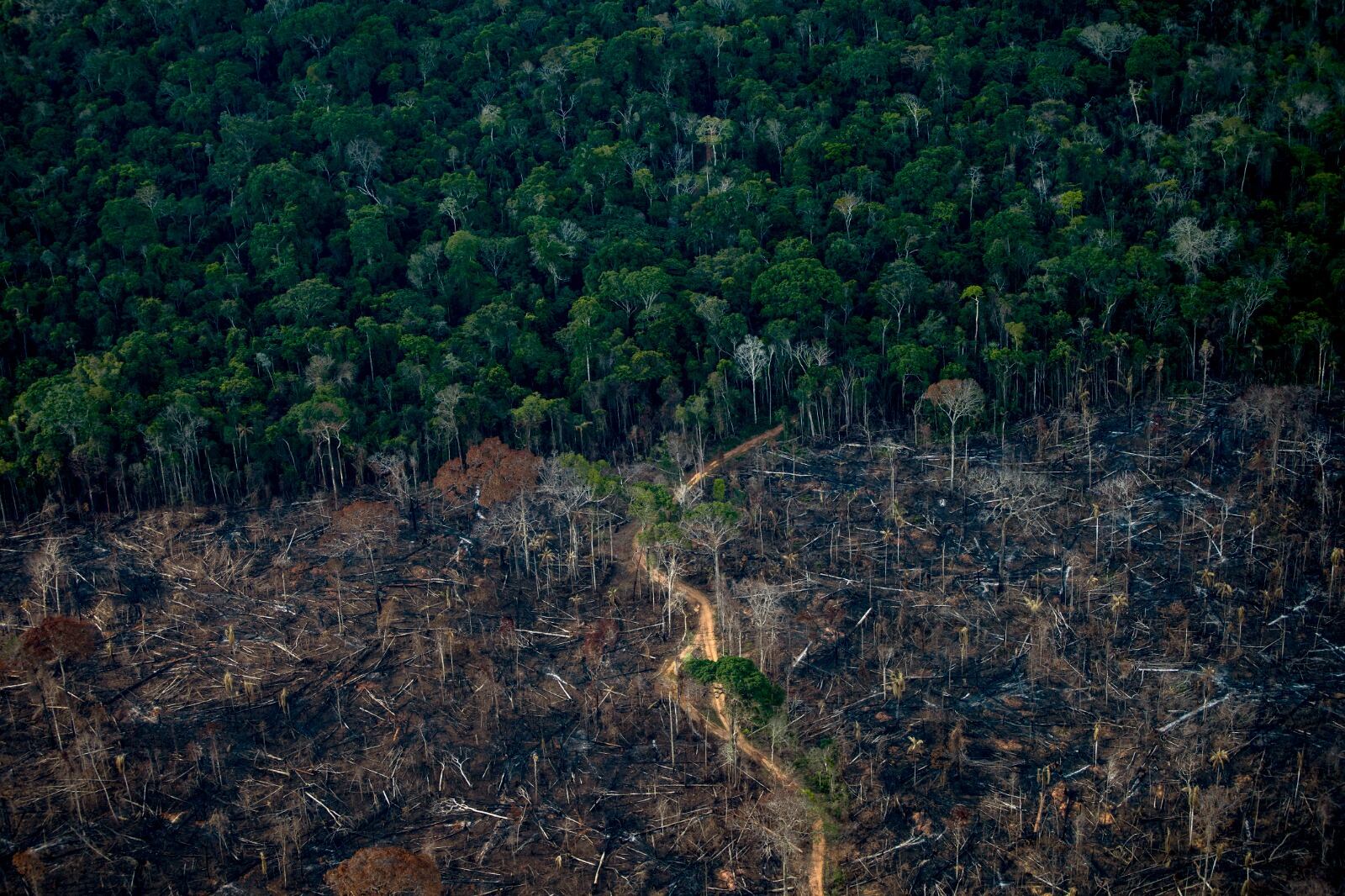 La Amazonía retrocede, pero menos.