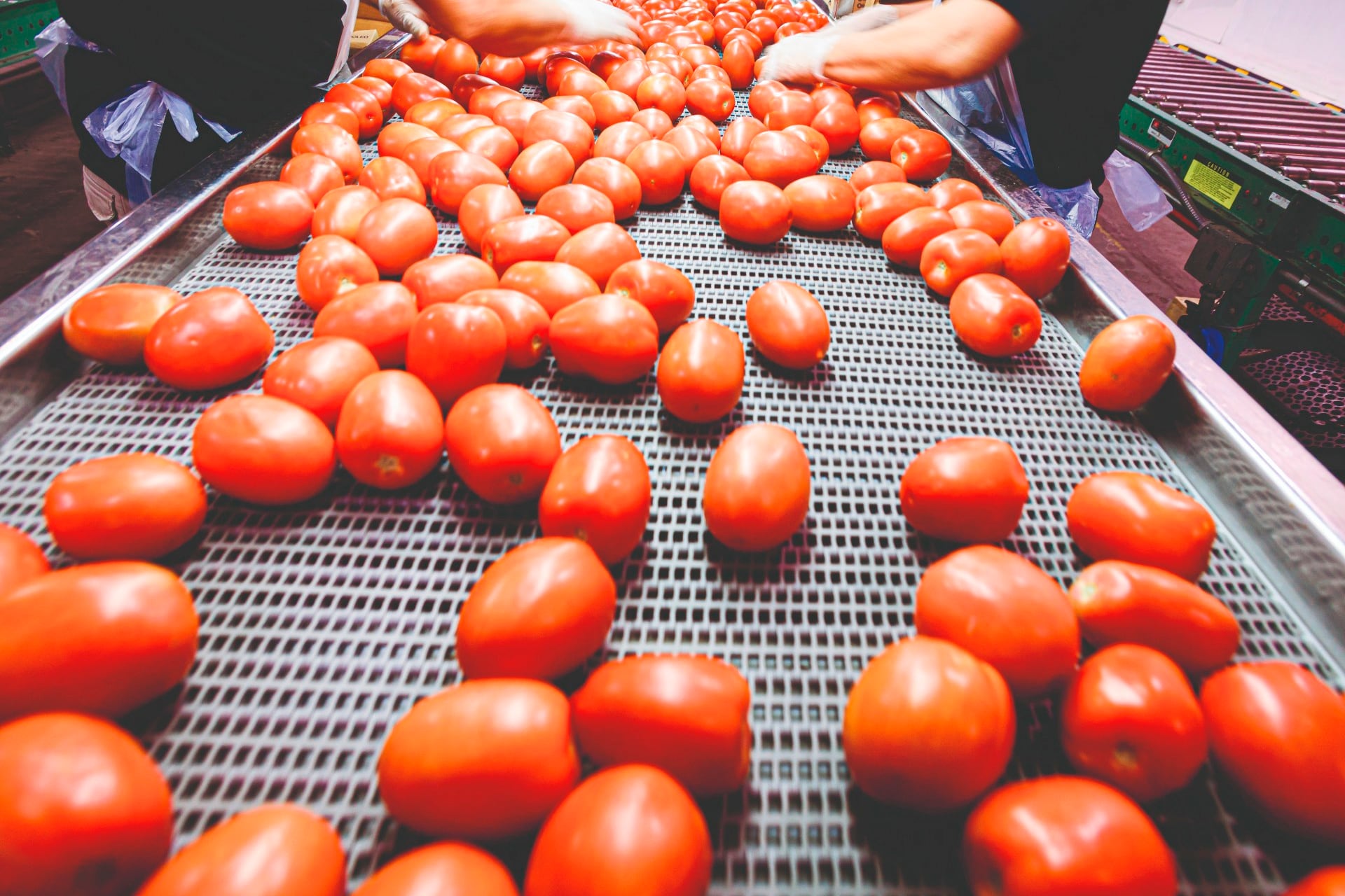 El tomate es la segunda hortaliza más consumida en el país.