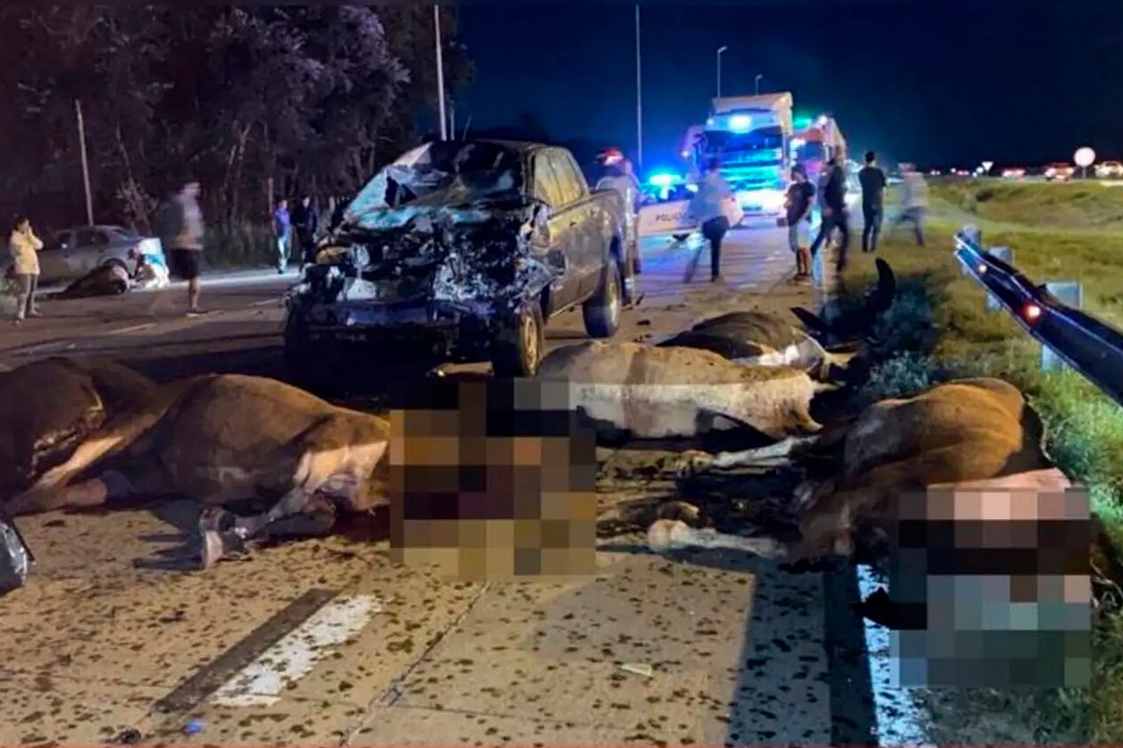 Ocurrió el domingo a la noche, seis caballos murieron tras impactar contra vehículos.