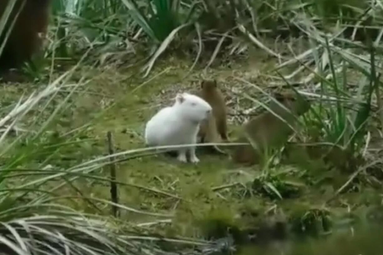 El espécimen fue avistado en Tacuarembó.