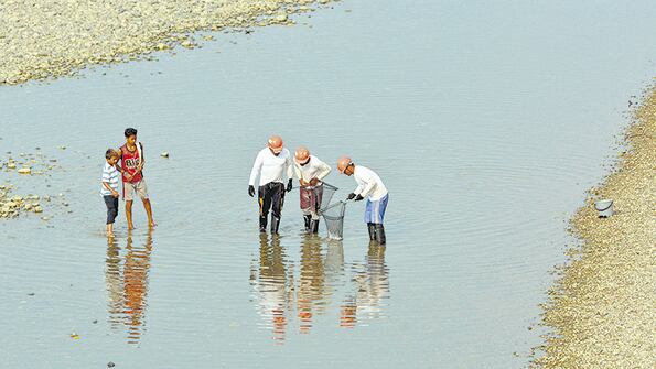 Tres personas intentan rescatar peces en el río Cauca.