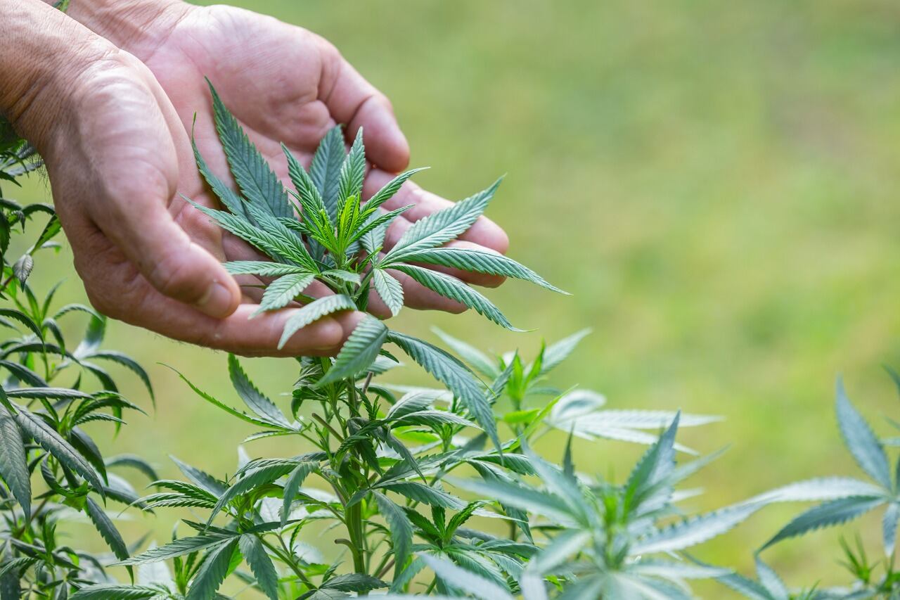 La cannabis era un alimento básico en la China antigua.