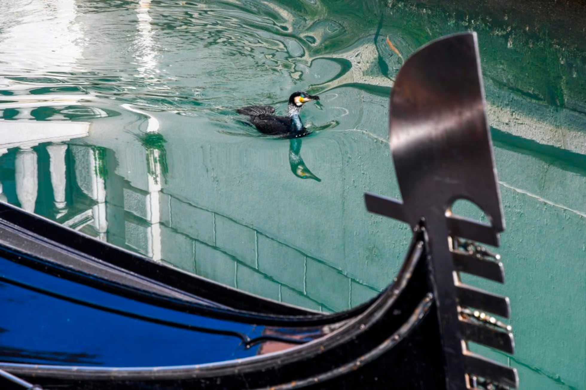 Los patos hacen más hermosos los canales vencianos.