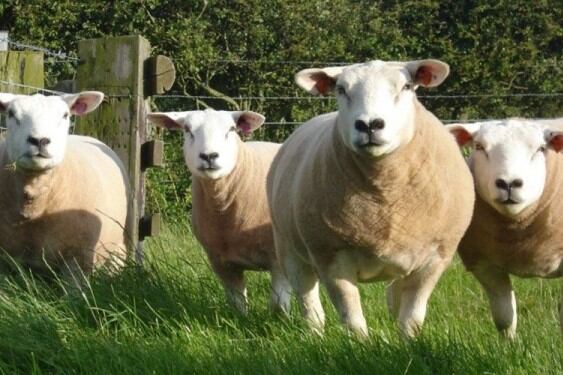 Los animales estaban en un lugar de dificil acceso, según las autoridades del INTA.