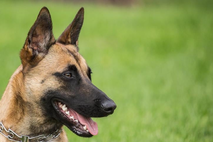 El pastor belga malinois destacó en varias de las tareas, obteniendo puntajes muy altos. (Foto: Pixabay)