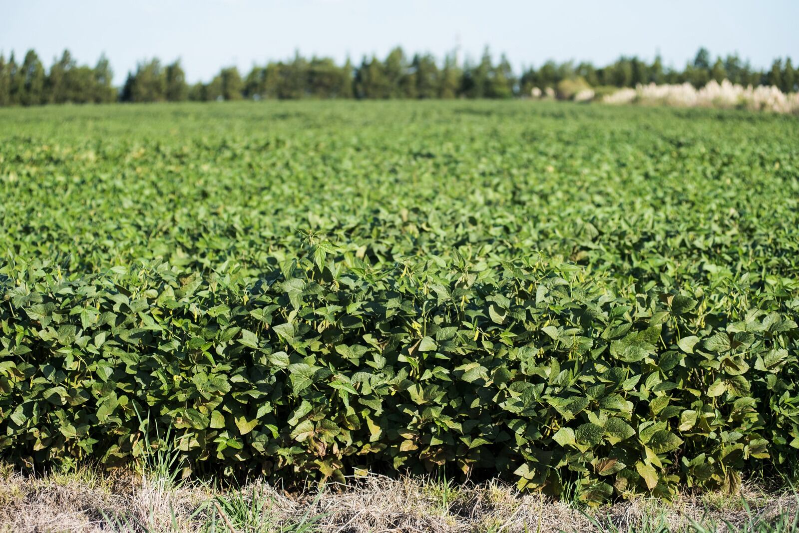 La venta de la cosecha gruesa es fundamental para que el oficialismo acumule reservas