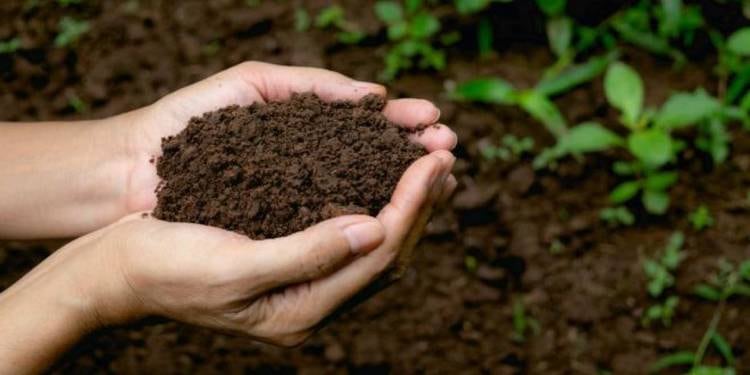 El compost humano ha sumado adeptos en los últimos años.