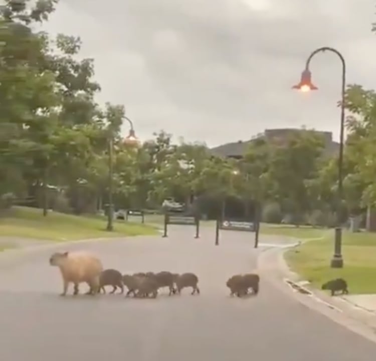La familia de carpinchos cruza la calle.