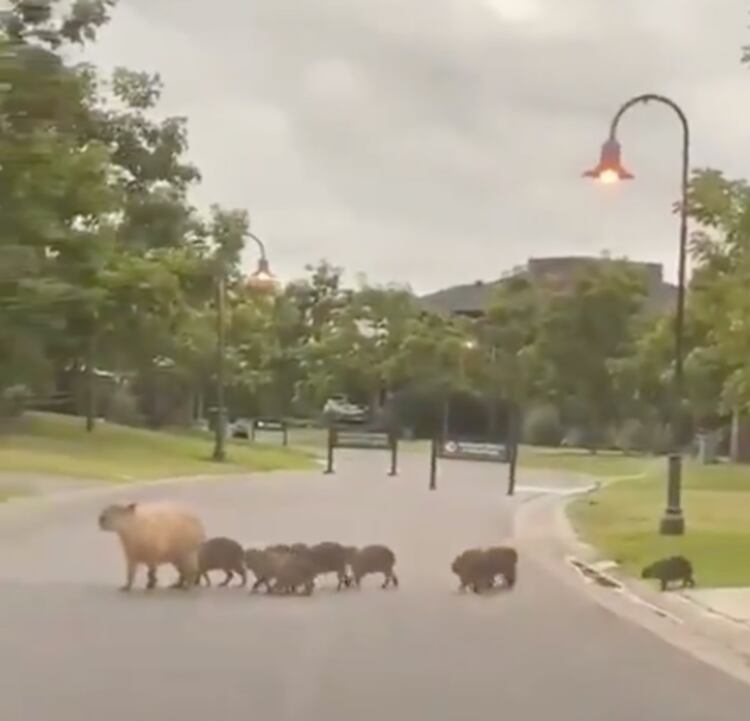 La familia de carpinchos cruza la calle.