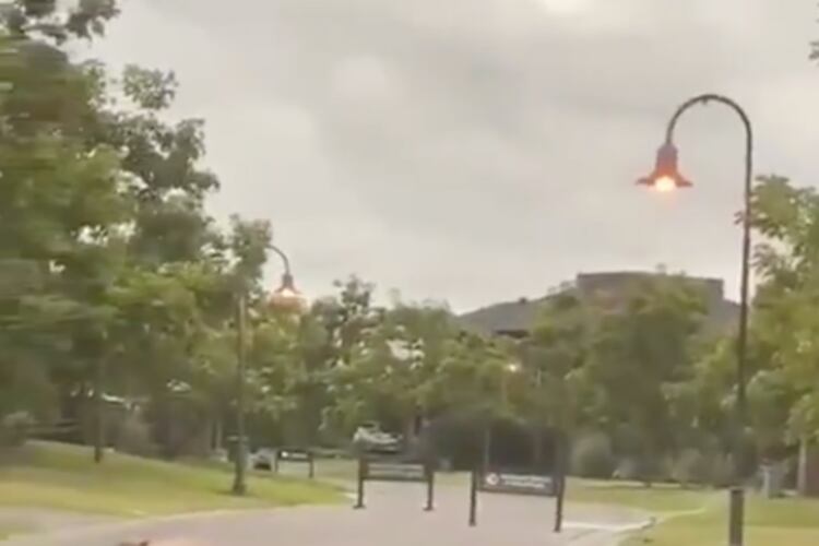 La familia de carpinchos cruza la calle.