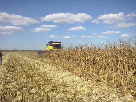 Cultivo de maíz