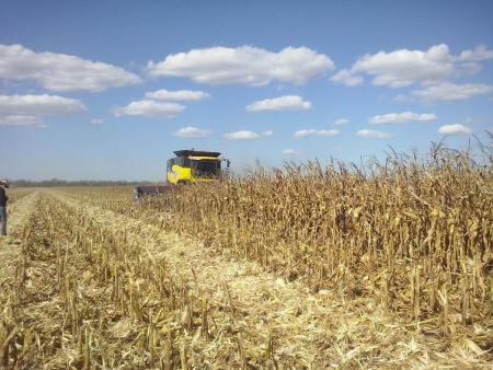 Cultivo de maíz