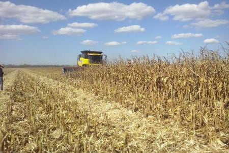 Cultivo de maíz