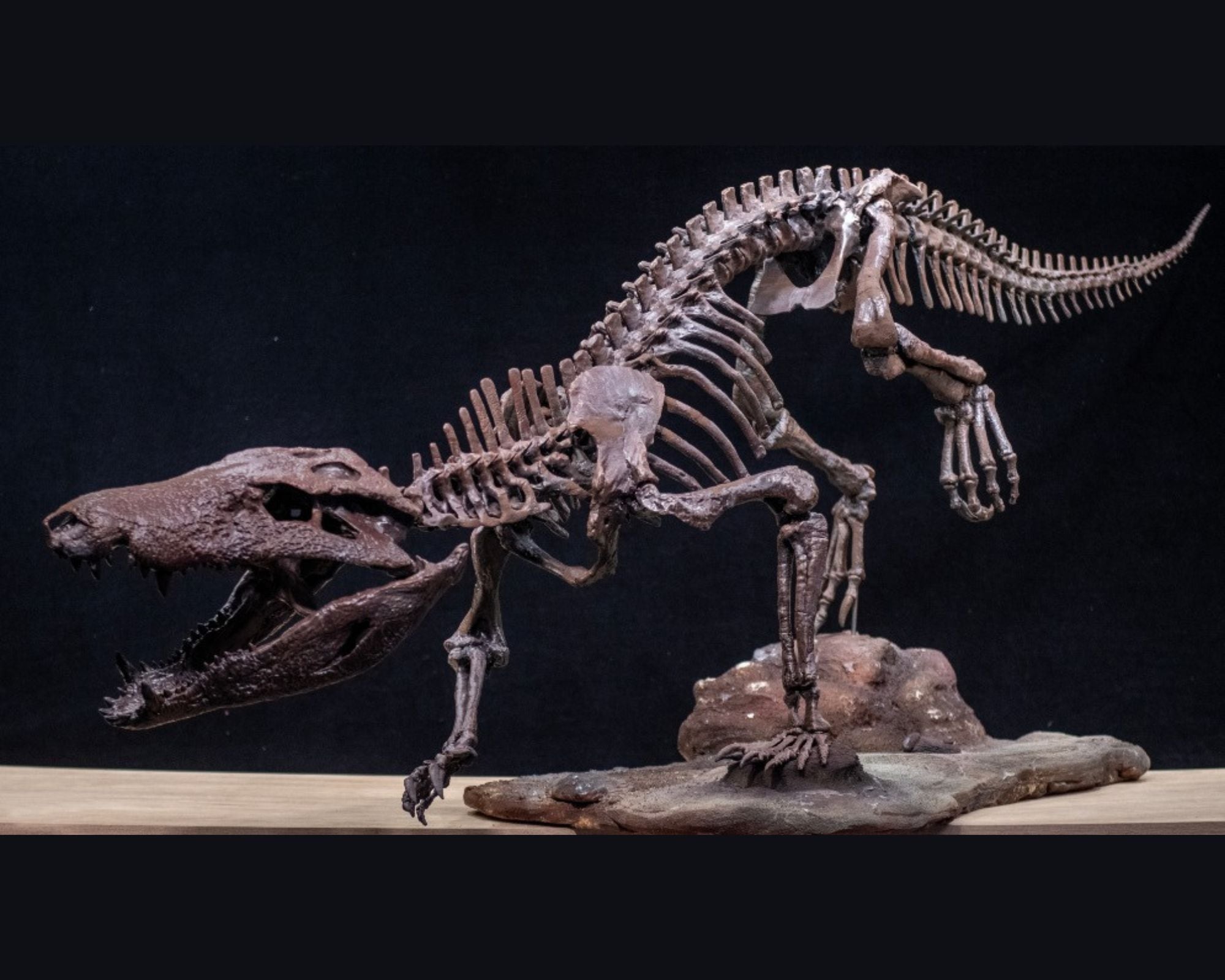 Un equipo del Conicet encontró los huesos de un cocodrilo que convivió con los últimos dinosaurios