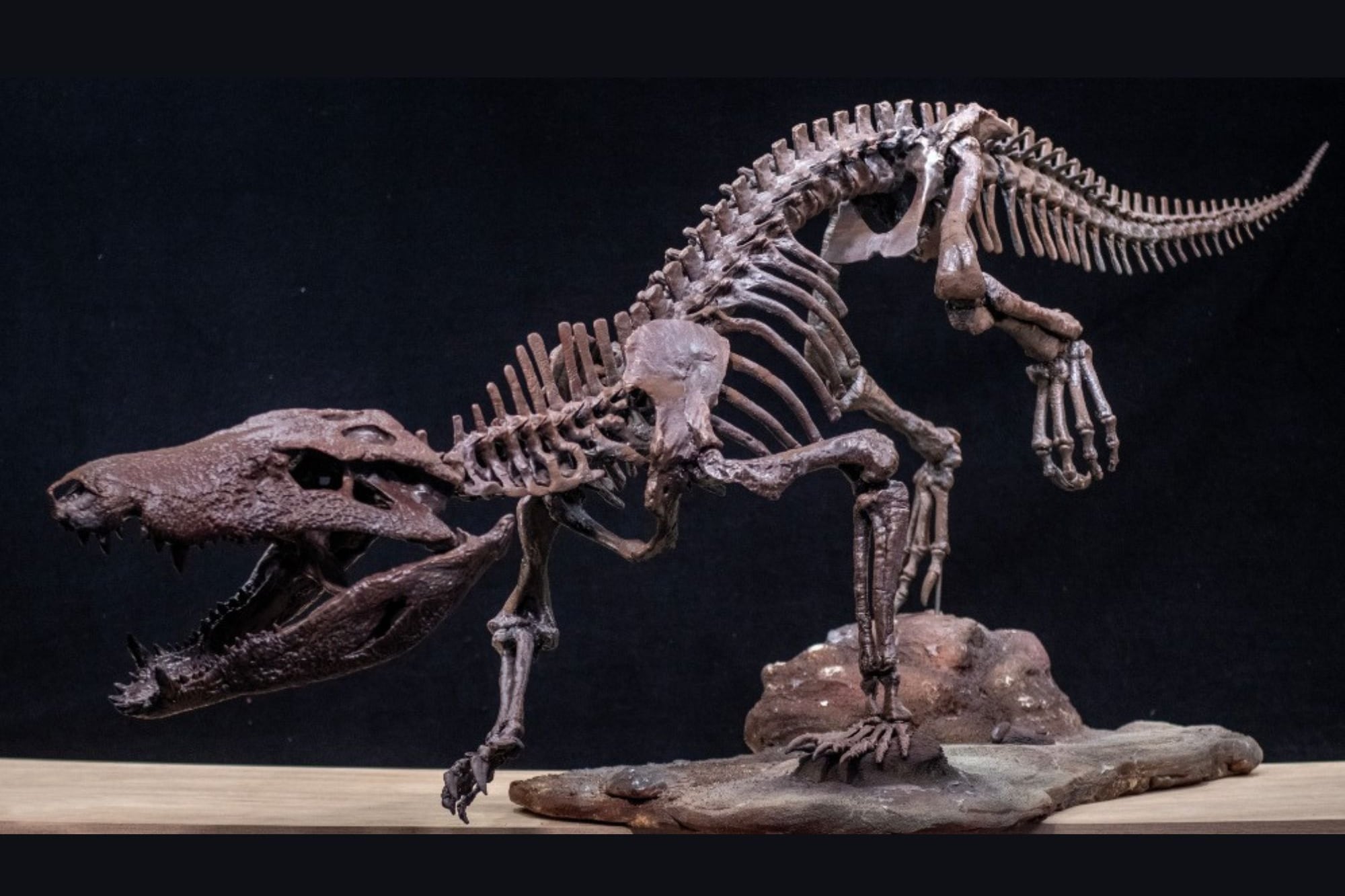 Un equipo del Conicet encontró los huesos de un cocodrilo que convivió con los últimos dinosaurios