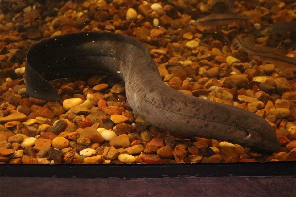 El pulmonado es como una anguila.