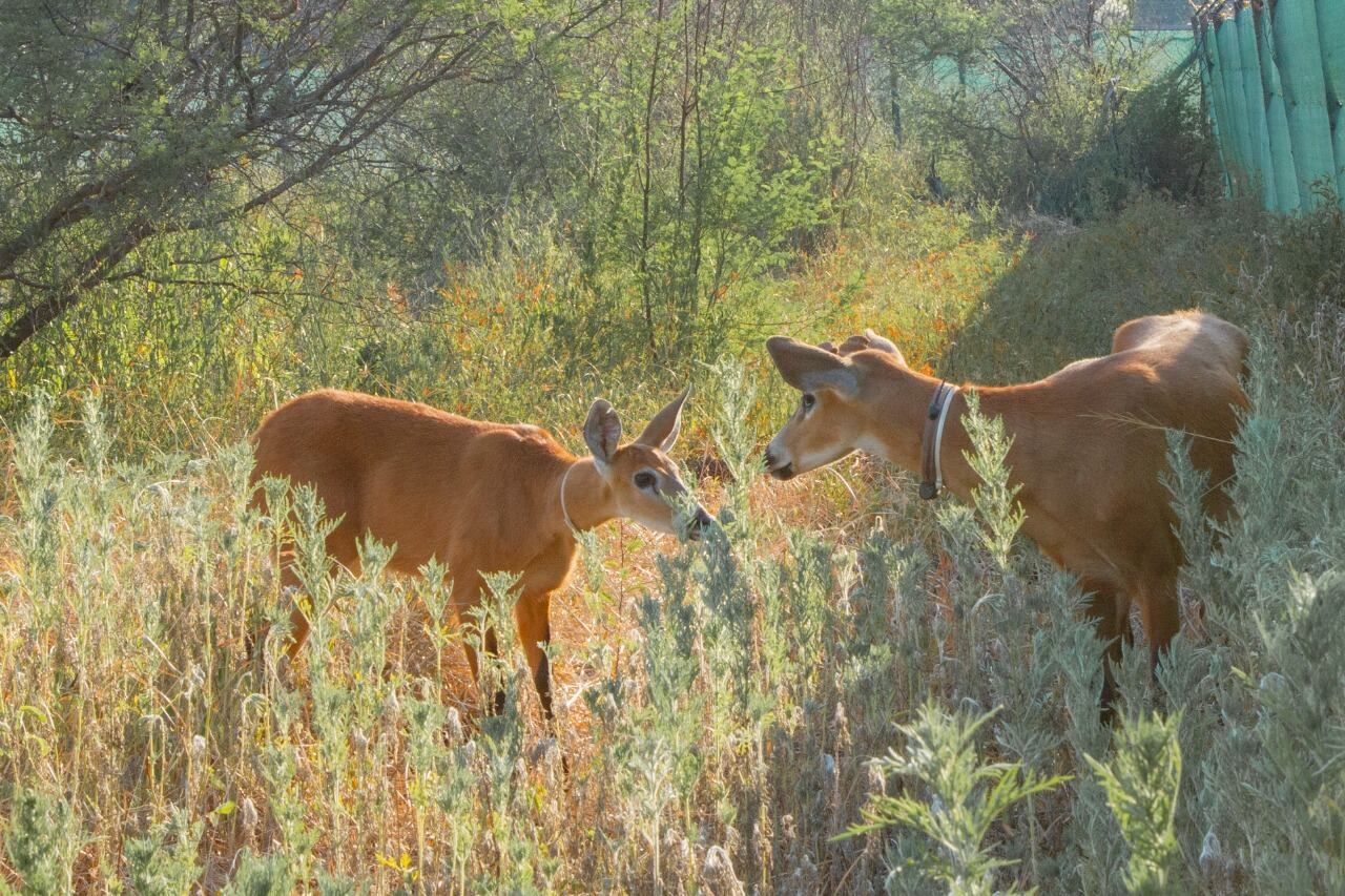 Brisa y Alfonso, en El Impenetrable.