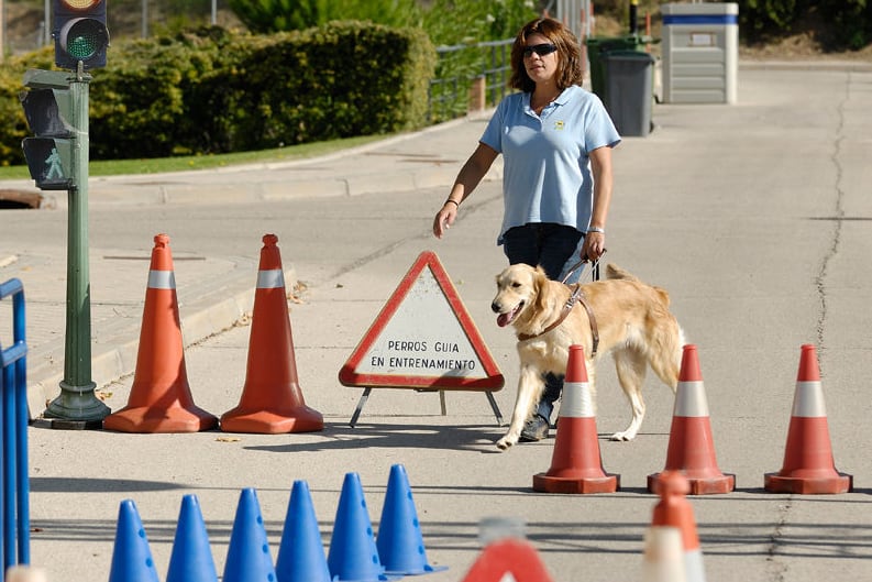 Los perros de asistencia mejoraran la calidad de vida y favorecen la autonomía de personas con discapacidad o colectivos vulnerables.