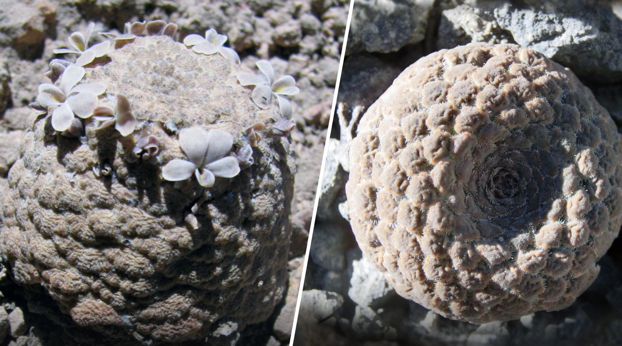 Las nuevas especies, denominadas Viola ornata y Viola longibracteolata, crece en la cordillera peruana. (Foto: Universidad Nacional Mayor de San Marcos)