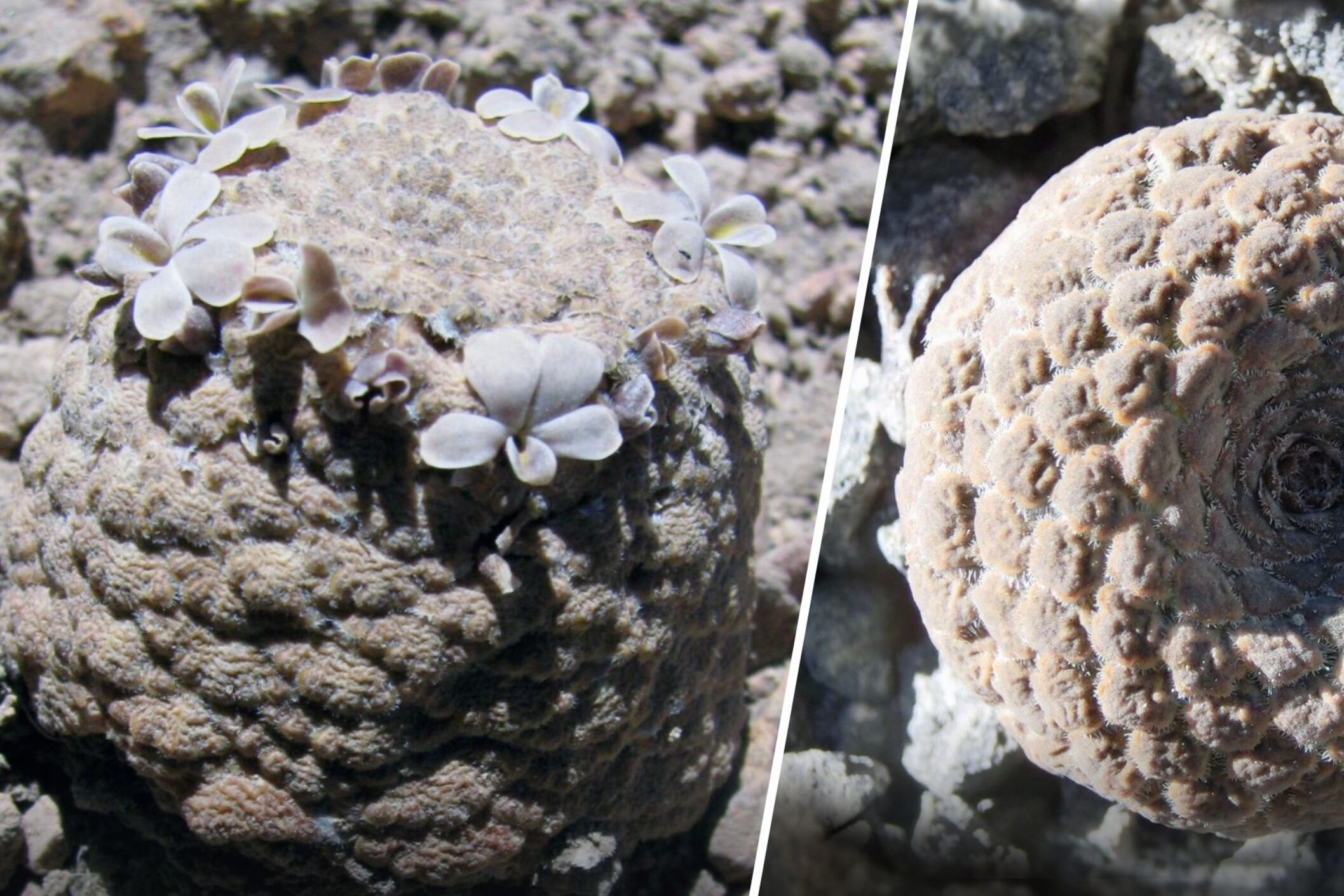 Las nuevas especies, denominadas Viola ornata y Viola longibracteolata, crece en la cordillera peruana. (Foto: Universidad Nacional Mayor de San Marcos)