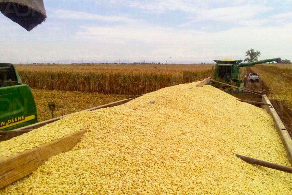 El campo bonaerense prepara una gran campaña de maíz.