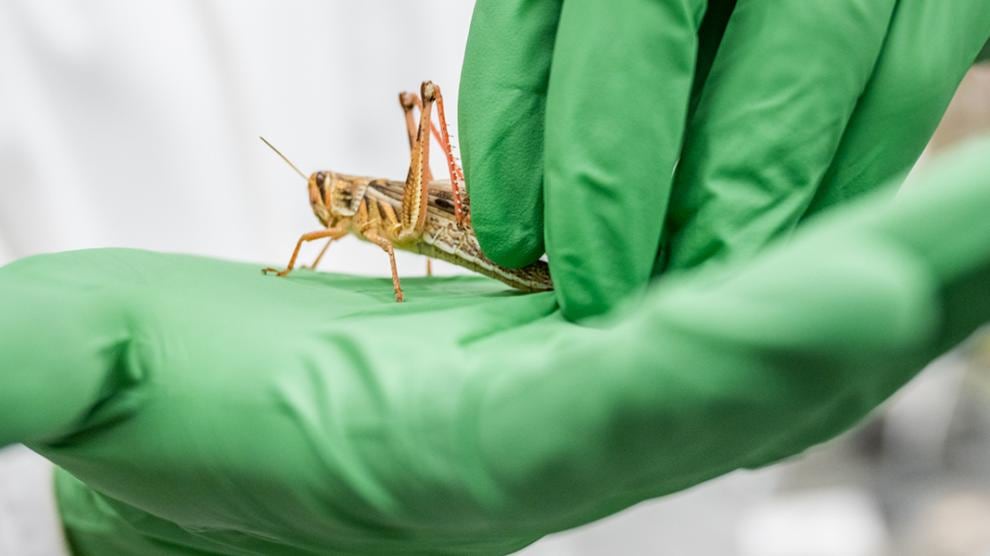 Las langostas pueden "olfatear" la diferencia entre las células cancerosas y las células sanas. Foto: Universidad de Michigan.