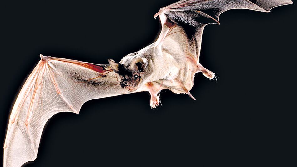 Pese a su fama, sólo un pequeño porcentaje de los murciélagos puede contagiar la rabia.