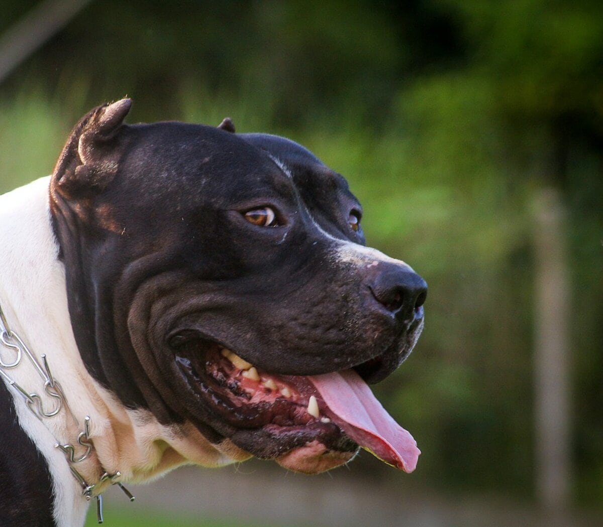En la Ciudad, las razas consideradas peligrosas deben ser inscriptas en un registro