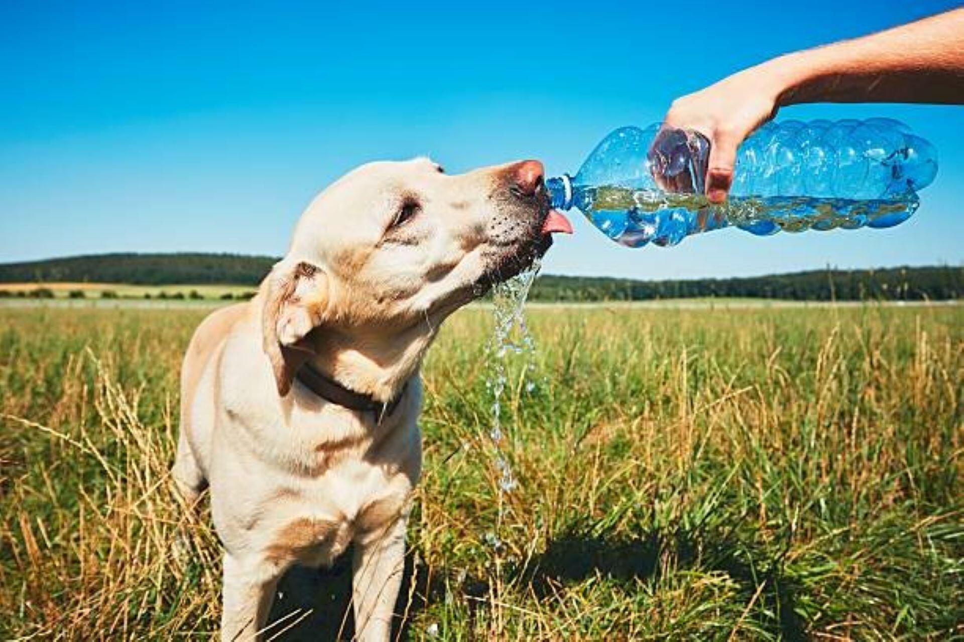 Los perros pueden ser vulnerables a las altas temperaturas. Imagen: Pexels