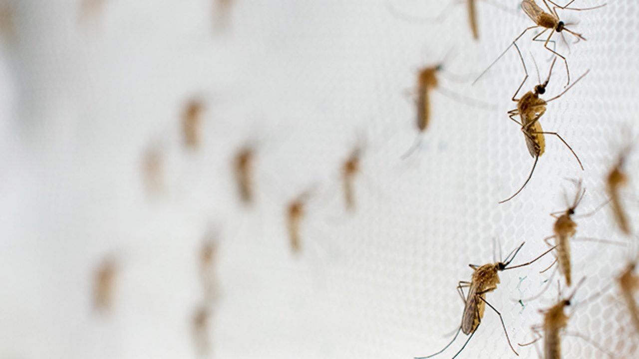 El Área Metropolitana de Buenos Aires se convirtió en el escenario de una verdadera invasión de mosquitos. (Foto: Xataka)