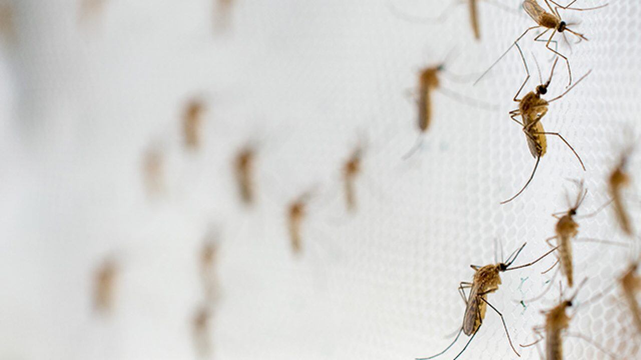 El Área Metropolitana de Buenos Aires se convirtió en el escenario de una verdadera invasión de mosquitos. (Foto: Xataka)