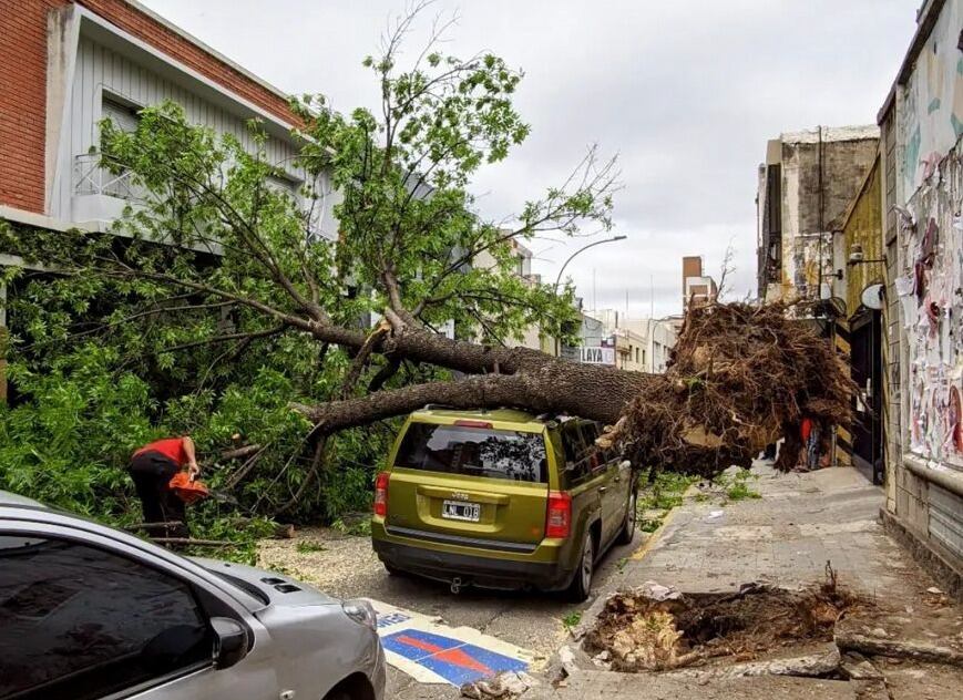 Vientos de gran intensidad provocaron la caída de un árbol en el barrio de Nueva Córdoba de la capital de la provincia mediterránea.